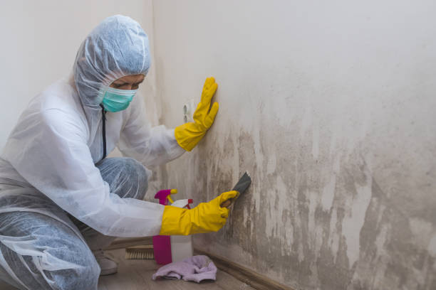 Best Home Mold Removal  in Kulpsville, PA