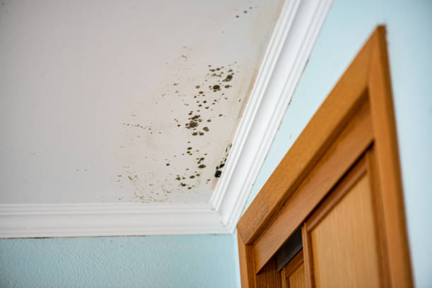 Best Commercial Mold Removal  in Kulpsville, PA