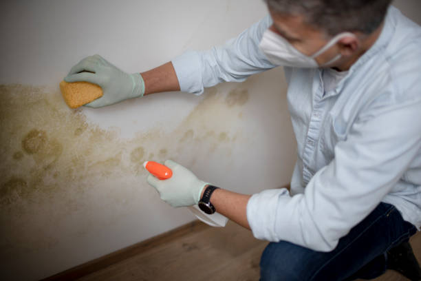 Best Toxic Mold Removal  in Kulpsville, PA