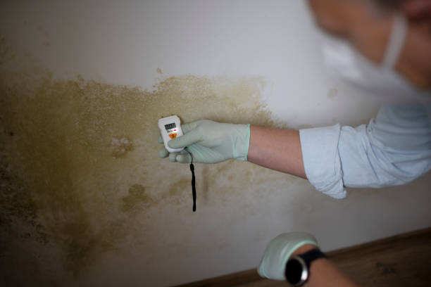 Best Mold Removal Company Near Me  in Kulpsville, PA