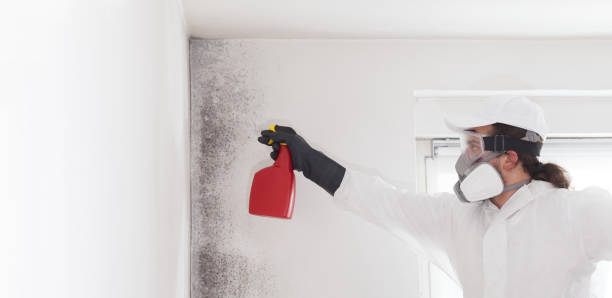 Best Fast Mold Removal  in Kulpsville, PA