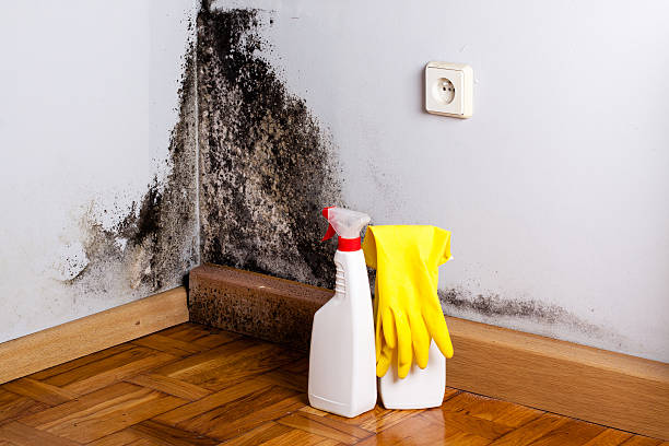 Attic Mold Removal in Kulpsville, PA