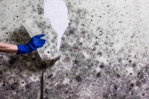Professional Mold Removal in Kulpsville, PA