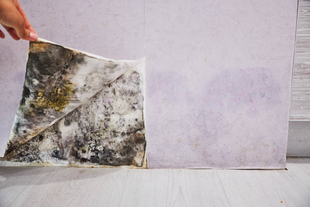Best Residential Mold Removal  in Kulpsville, PA